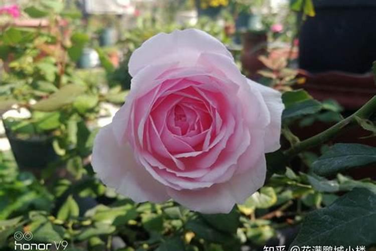 月季花季怎样施肥