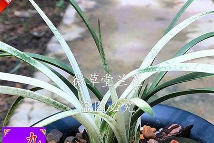 莲瓣兰怎么养