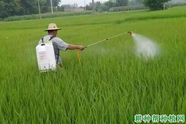 花卉叶面肥多久喷一次比较好 叶面肥打多了有害吗
