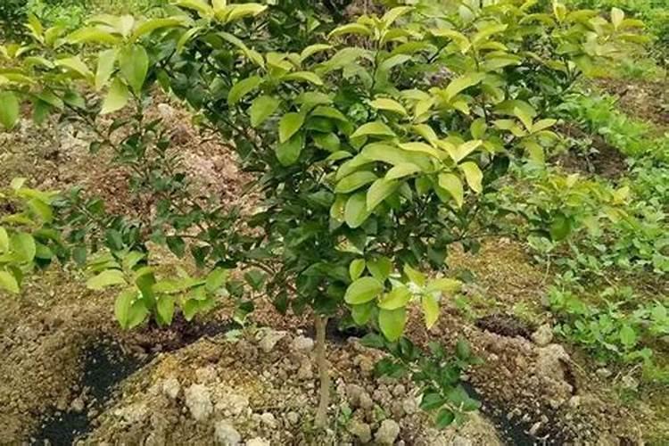 半夏种植怎么使用大量元素水溶肥