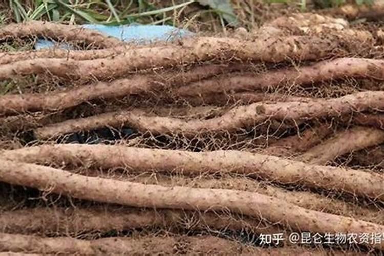花芽分化用什么叶面肥