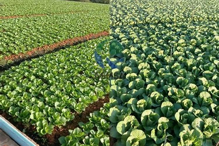 菊花施肥方法,用什么肥好