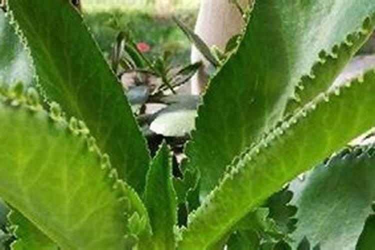 室内可以种植山乌龟吗？