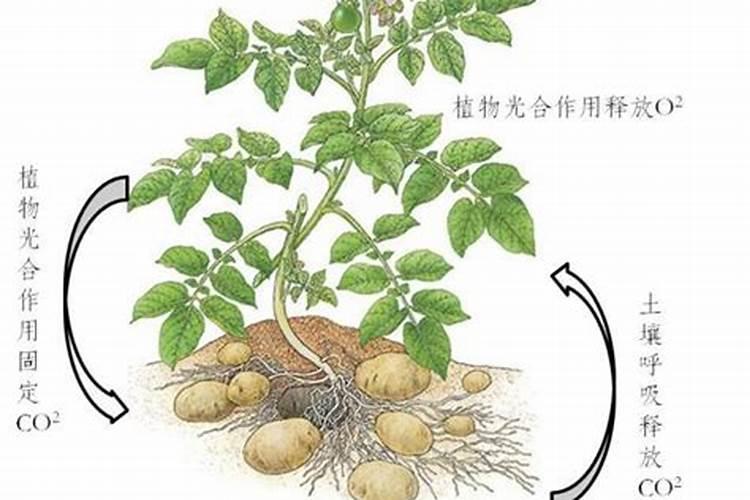 油桃打什么药好