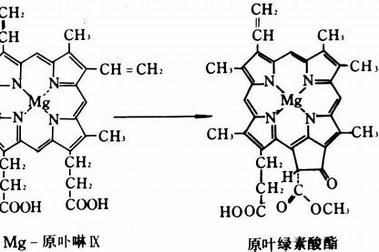 酶解鱼蛋白肥料功效
