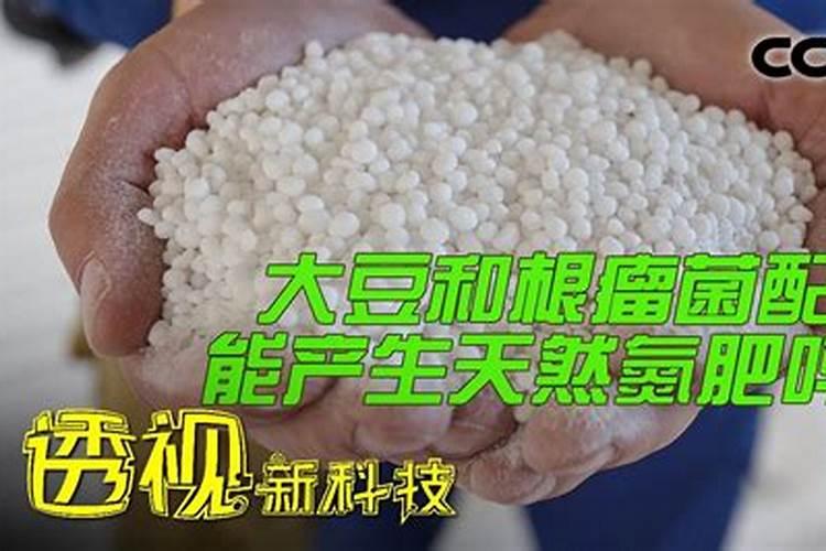 君子兰怎样浇水施肥
