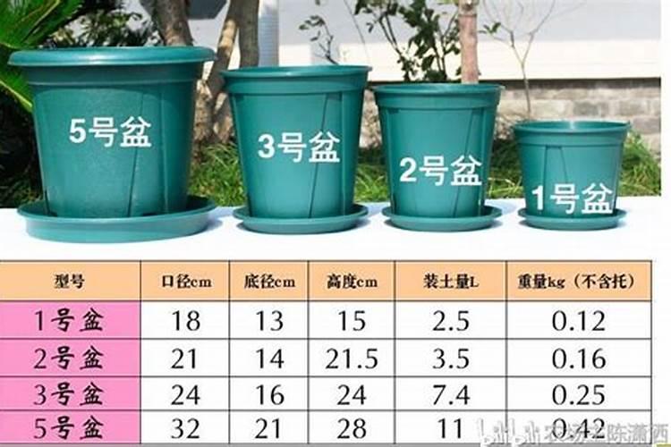 君子兰花期养护方法 开花期间如何浇水、施肥