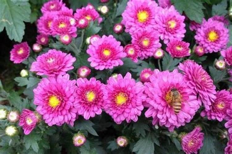 菊花要怎样追肥？