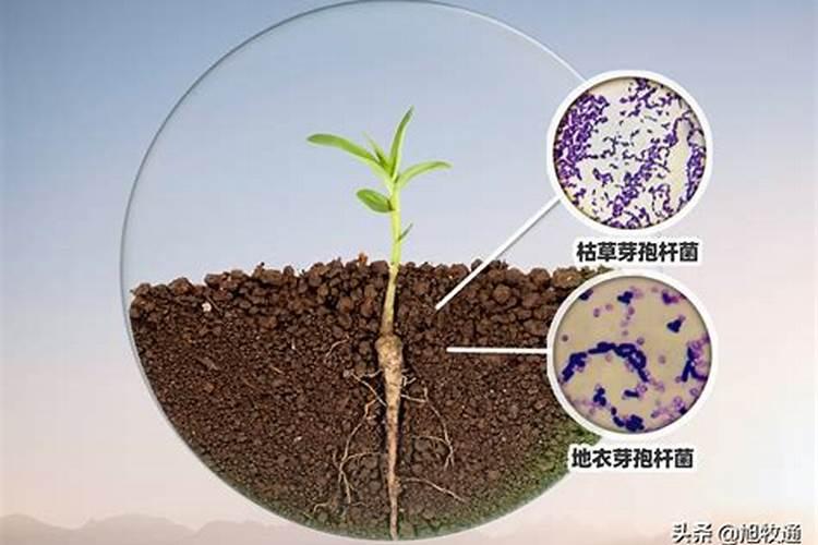 花生麸可以直接埋土吗花生麸可以不可以直接埋在土壤中