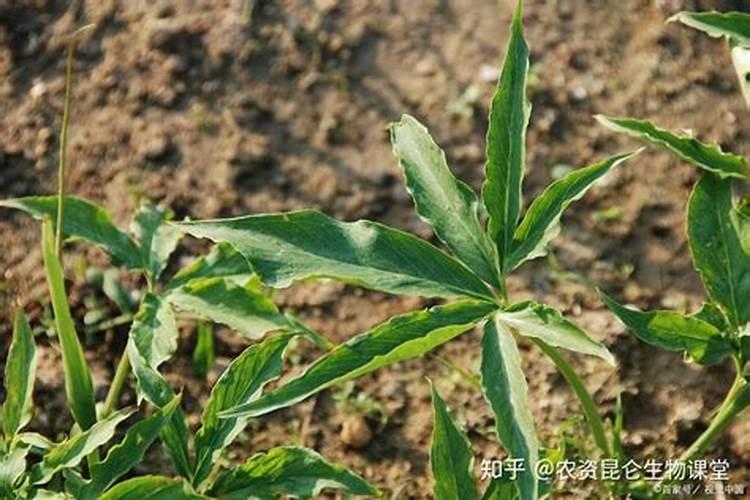 在草莓种植过程中需要补钙吗 草莓缺钙怎么办用什么补钙最好