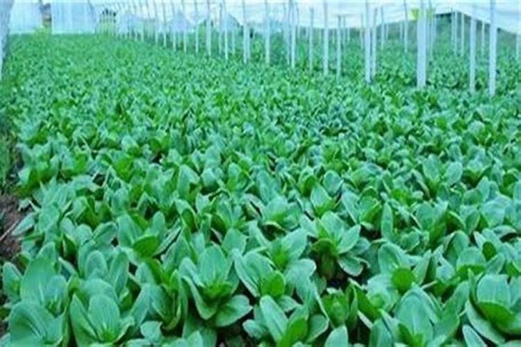 油菜施用硼肥的方法有哪些