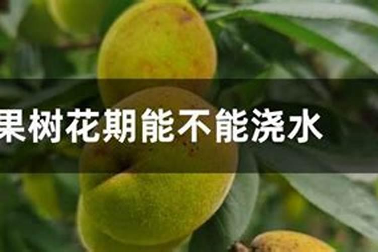 苹果树花期前后追肥最好选什么肥料？