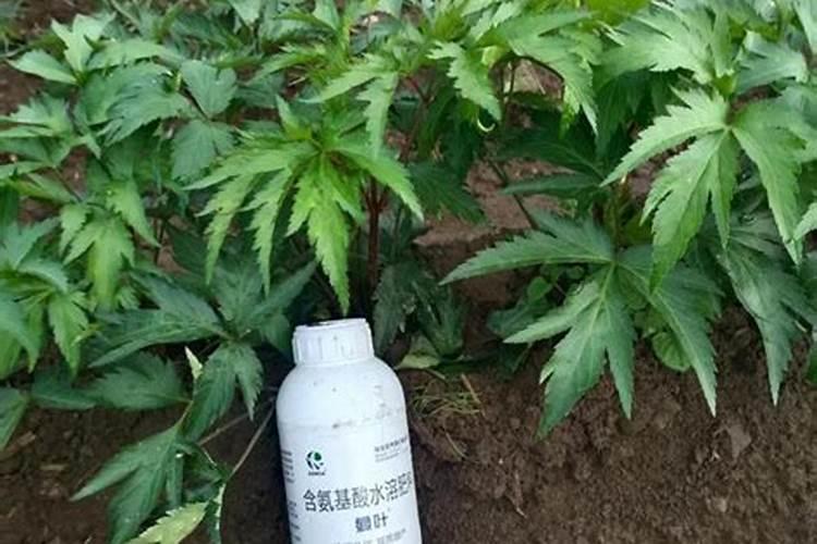 苏子怎么培植