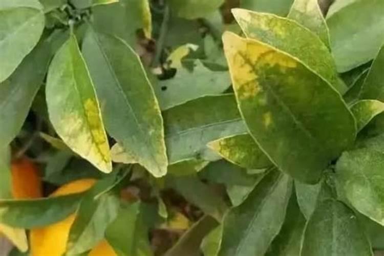 大棚草莓施肥方案,什么时候施肥