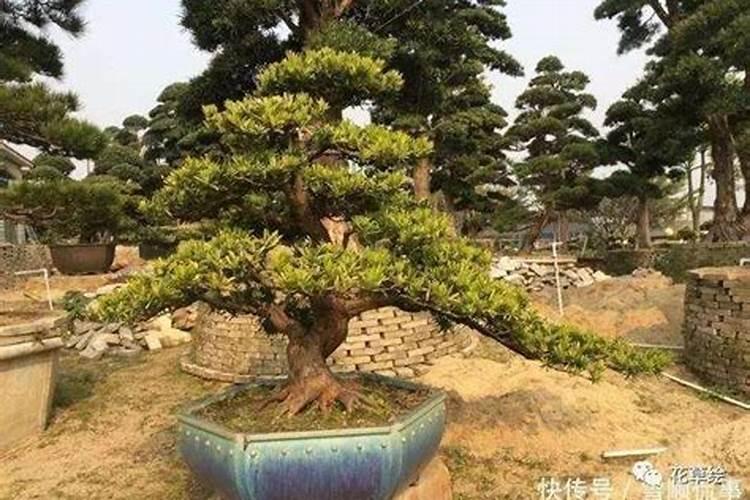 罗汉松施什么肥好,罗汉松施饼肥、粪肥最好