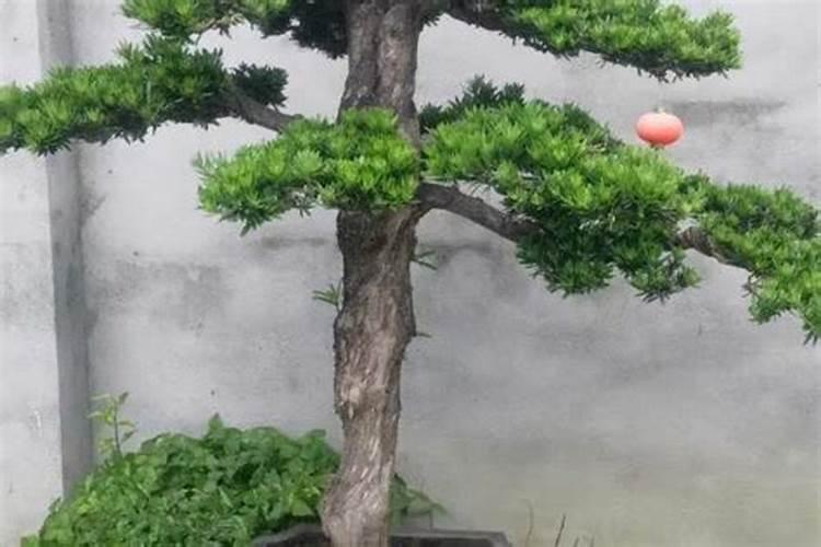 罗汉松施肥用什么肥料
