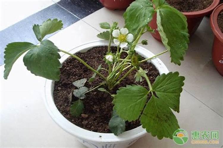 草莓用什么肥料