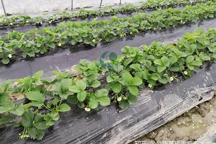 中国的氮肥 磷肥 钾肥 主要生产原料分别是什么？