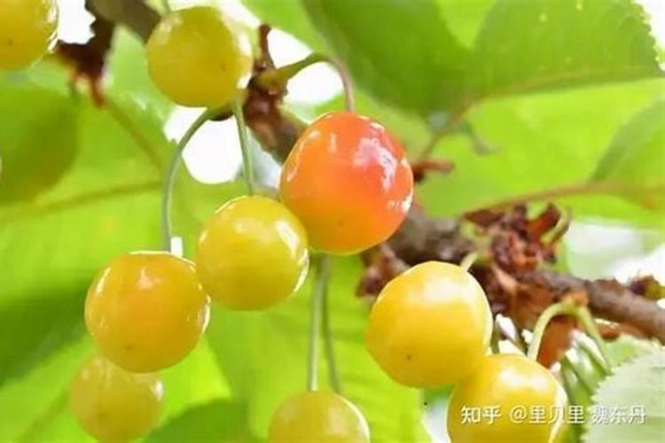 钾肥磷肥是什么意思？