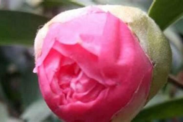 茶花如何施氮肥长得好