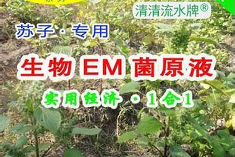 苏子叶具体种植办法？