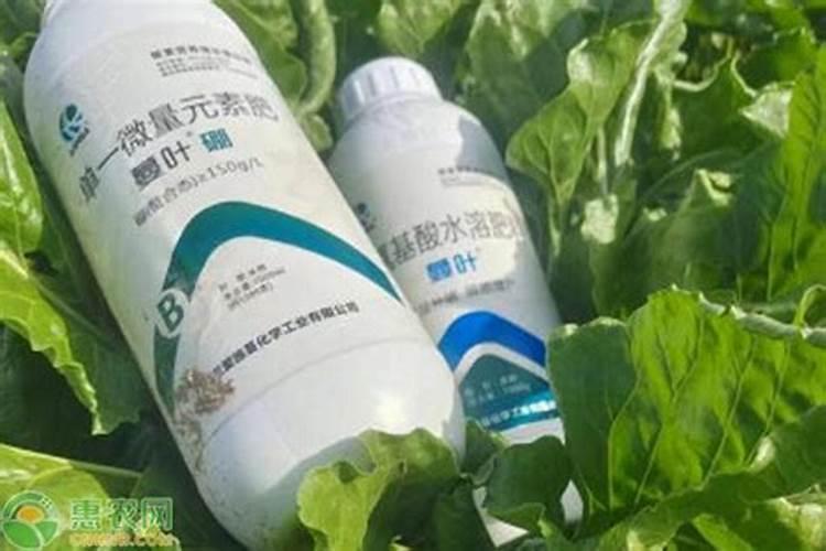 花卉叶面肥使用方法 叶面肥喷叶子正面还是背面