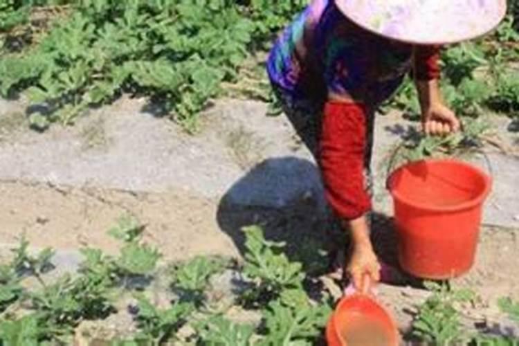 腐植酸水溶肥是什么肥料 腐植酸水溶肥料的作用有哪些