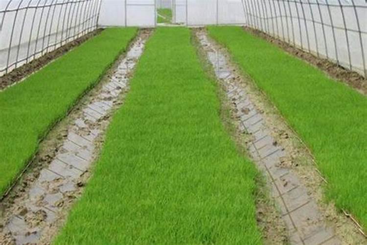 花盆里种樱桃树发牙了用什么当肥最好？