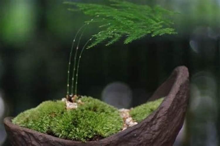 花卉云竹怎样养