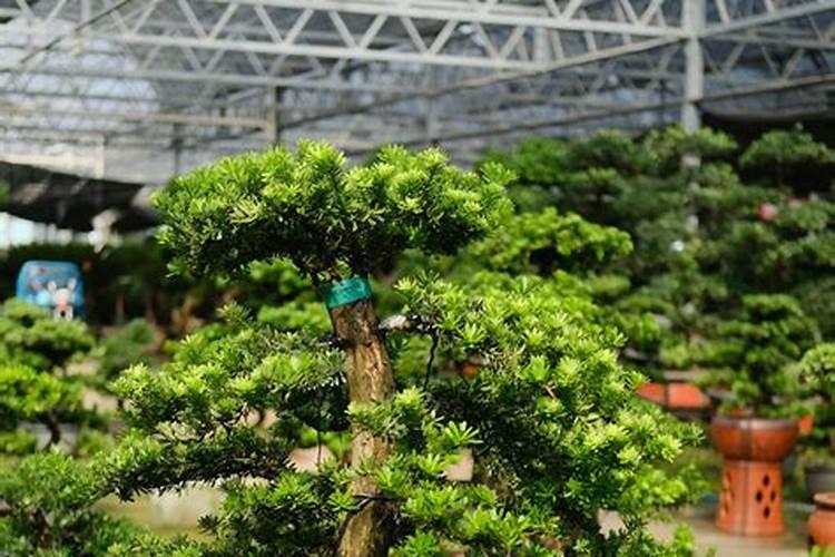 罗汉松多久施一次肥(施肥时间和方法)