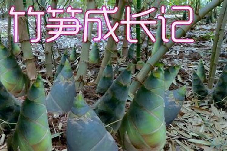 笋竹专用肥 测土施肥