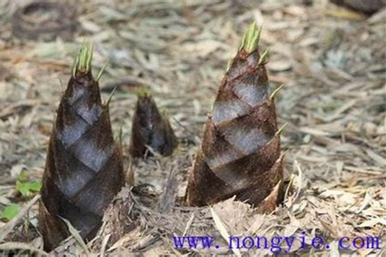 竹笋高产种植方法有哪些