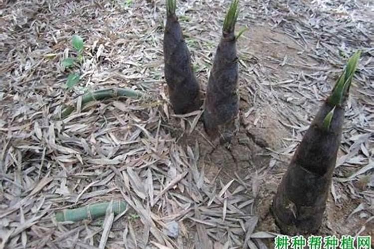 竹笋高产种植方法有哪些