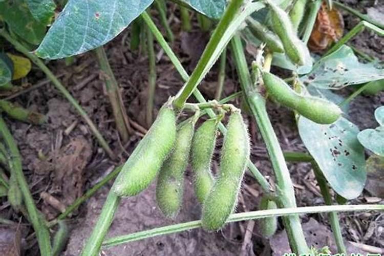 生黄豆做肥料最佳最简单方法