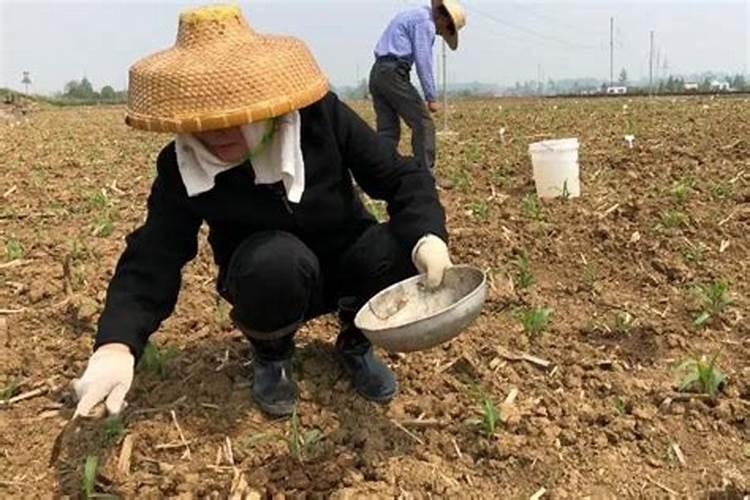 玉米用多少底肥合适