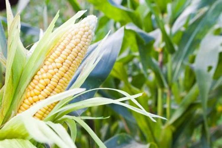 磷肥尿素与复合肥区别