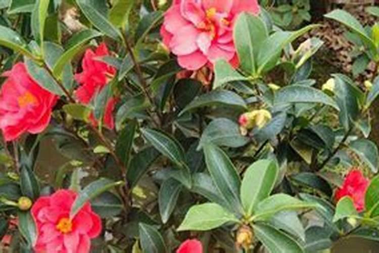 茶花叶片容易老化用什么方法进行改善