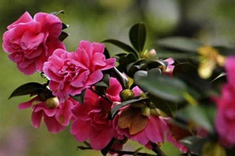茶花怎么养才开花
