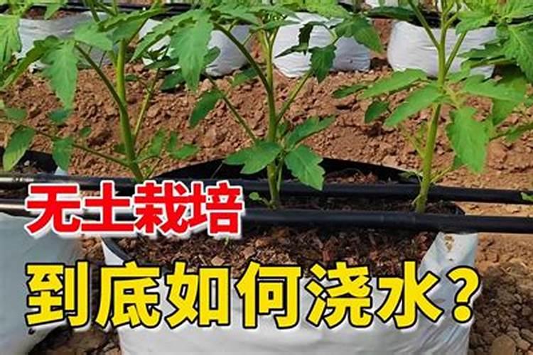 磷肥适合浇什么花