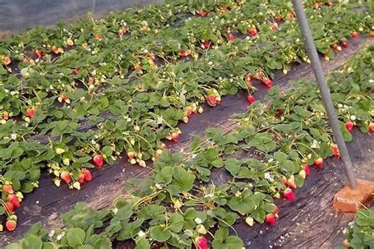 磷肥可以兑水浇花吗 磷肥对花卉的作用是什么