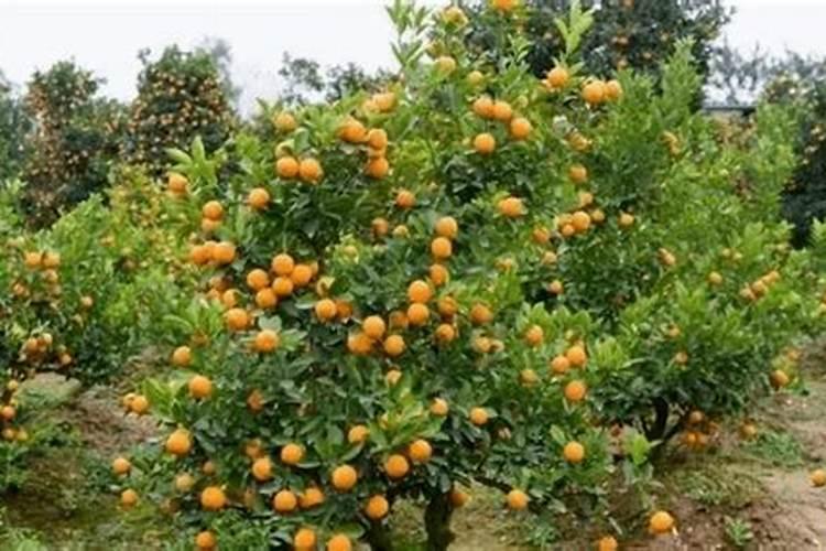 无核沙糖桔的种植技术