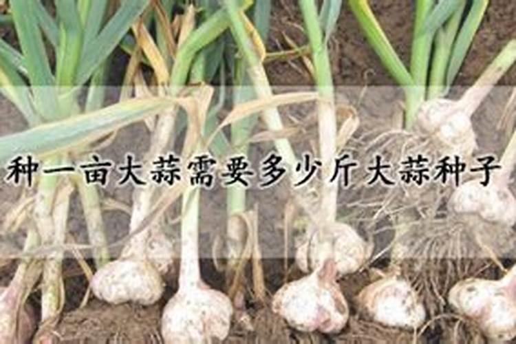 硝基复合肥优势在哪,有哪些使用禁忌