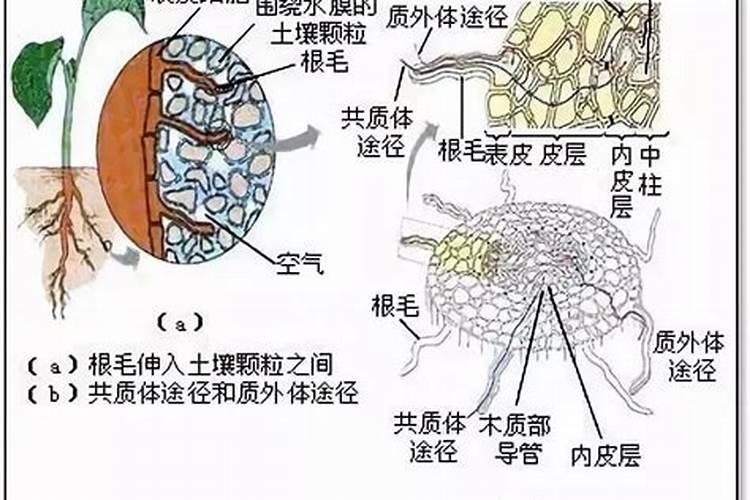 请问人吃的钙片可不可以用在缺钙的植物上,怎么用法。谢谢!