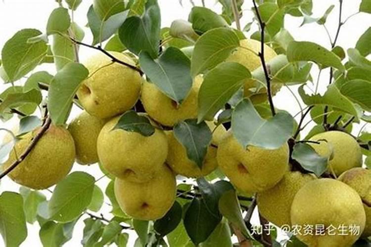 氮肥磷肥钾肥记忆口诀 氮磷钾化肥口诀