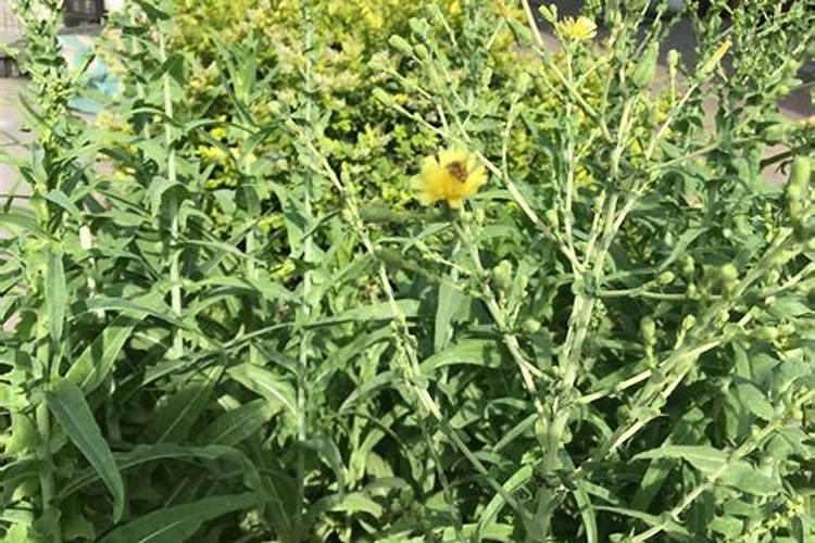 西红柿开花期如何浇水施肥