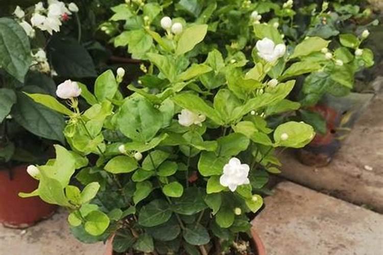 小麦打除草剂能加芸苔素吗