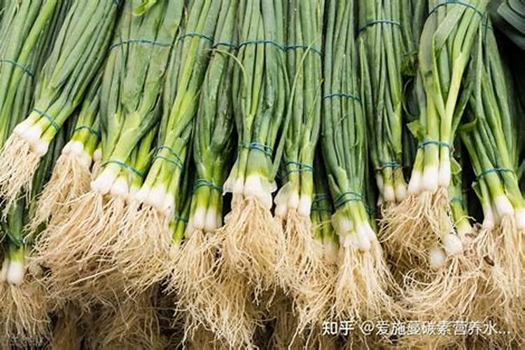 葱要施什么肥料才长得好