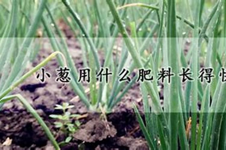 大葱追肥用什么肥料好
