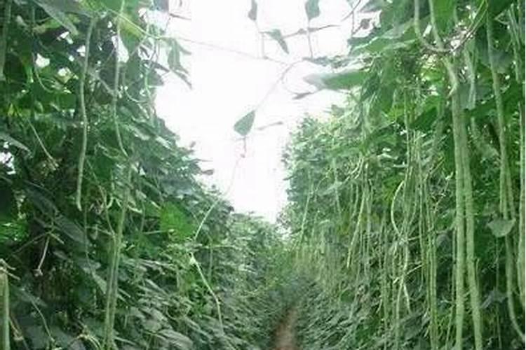 大棚使用有机肥效果怎么样