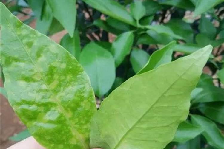 请问有机肥料对大棚里的土壤有什么作用？